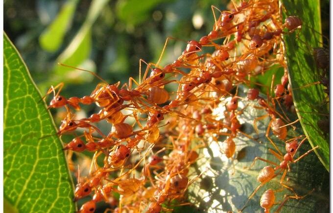 STUDY OF ANTS SHOW BETTER BIODIVERSITY CONSERVATION NEEDED ACROSS AGRICULTURAL LAND IN THE TROPICS